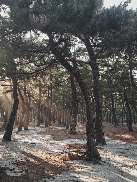 Trees, Forest, Sunlight, Colour
