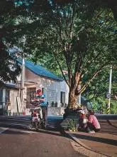 Street, Trees, Man on Bike, Colour 