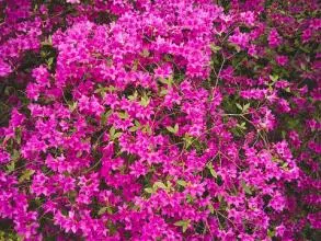 Pink Flowers, Nature, Colour